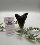 Megalodon Tooth