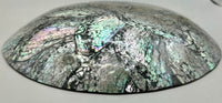 Australian Abalone Shell Plate (Medium)