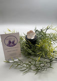 Indonesian Shell Ring flower