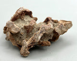 Fossilized Coral ♥️