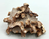 Fossilized Coral ♥️