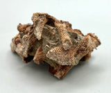 Fossilized Coral ♥️