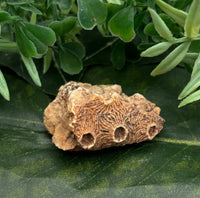 Fossilized Coral