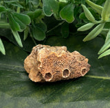 Fossilized Coral