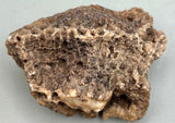 Fossilized Coral ♥️