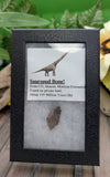Sauropod Dinosaur Bone