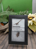 Sauropod Dinosaur Bone