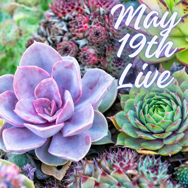 16430 May 19th Live 2024