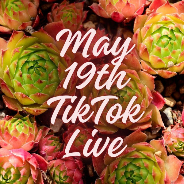 brianadoiron May 19th TikTok Live 2024