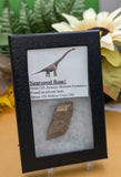 Sauropod Dinosaur Bone