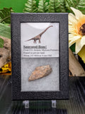 Sauropod Dinosaur Bone