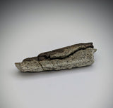 Hypacrosaurus Dinosaur Bone