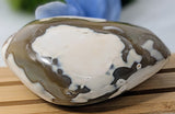 Polished Orca Agate Freeform