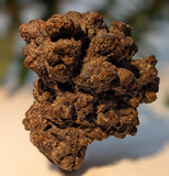 Coprolite Specimen (Ancient Fossilized Feces)