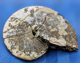 Ammonite Fossil ♥️