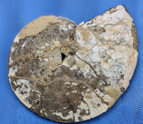 Ammonite Fossil ♥️