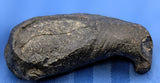 Fossilized Whale Ear Bone