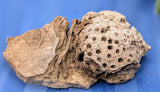 Lyellia (Fossilized Coral)