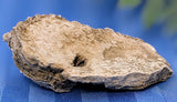 Lyellia (Fossilized Coral)