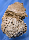 Lyellia (Fossilized Coral)