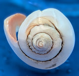 Shell Ring- Size 9.5