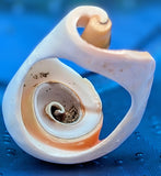 Shell Ring- Size 9.5