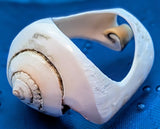 Shell Ring- Size 9.5