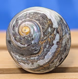 Shell Ring- Size 8.5