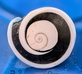 Shell Ring- Size 8.5