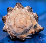 Shell Ring- Size 6.5