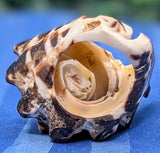 Shell Ring- Size 6.5