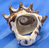 Shell Ring- Size 6