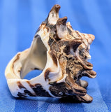 Shell Ring- Size 6