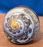 Shell Ring- Size 6