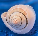 Shell Ring- Size 5.5