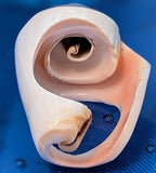 Shell Ring- Size 5.5