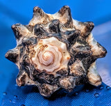 Shell Ring- Size 5.5