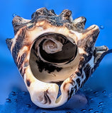 Shell Ring- Size 5.5