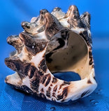 Shell Ring- Size 5.5