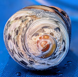 Shell Ring- Size 5.5