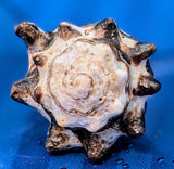 Shell Ring- Size 5