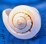 Shell Ring- Size 5