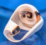 Shell Ring- Size 5