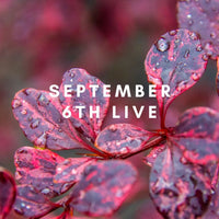 15959 September 6th Live 2023