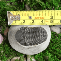 Genuine Trilobite Fossil in Matrix