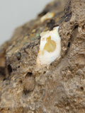 Canadian Opal In Matrix~ Burns Lake, B.C.