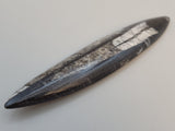 Polished Orthoceras