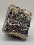 Turritella Agate