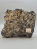 Turritella Agate