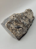 Turritella Agate
